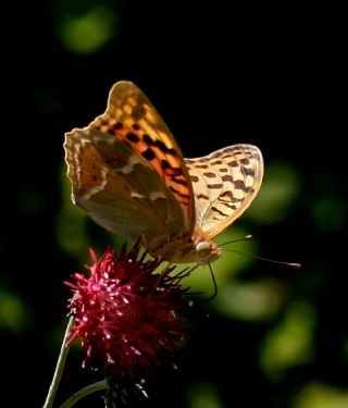 Bahadr (Argynnis pandora)
