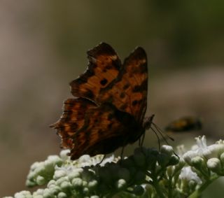 Yrtk Prtk (Polygonia c-album)
