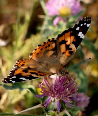 Diken Kelebei (Vanessa cardui)