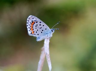 Himalaya Mavisi (Pseudophilotes vicrama)