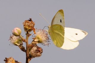 Kk Beyazmelek (Pieris rapae)