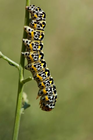 Tr almalar ([unknown genus] n/a)