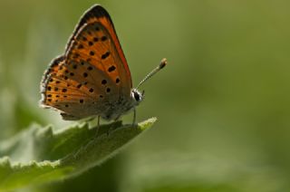 Alev Ategzeli (Lycaena kefersteinii)