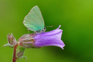 Anadolu Zmrt (Callophrys paulae)