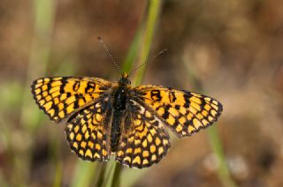 Cezayirli parhan (Melitaea ornata)