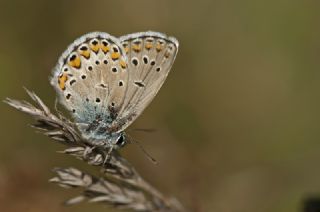 Anadolu Esmergz (Plebejus modicus)