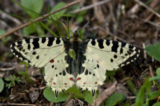 Orman Fistosu (Zerynthia cerisyi)