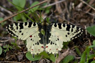 Orman Fistosu (Allancastria  cerisyi)