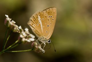 Anormal okgzl (Polyommatus admetus)