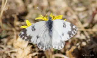 Yeni Beneklimelek (Pontia edusa)