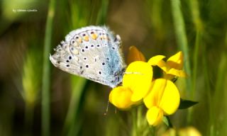 okgzl Mavi (Polyommatus icarus)