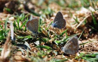 okgzl Gk Mavisi (Polyommatus bellargus)