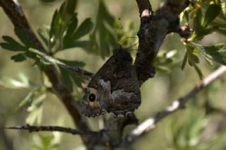 Anadolu Kzlmelei (Hipparchia pellucida)