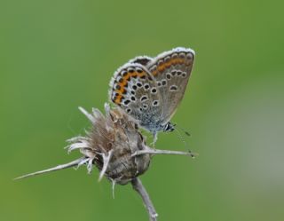 Gm Lekeli Esmergz (Plebejus argus)