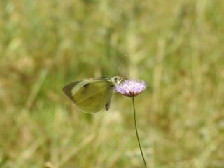 Byk Beyazmelek  (Pieris brassicae)