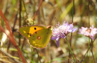 Sar Azamet (Colias croceus)