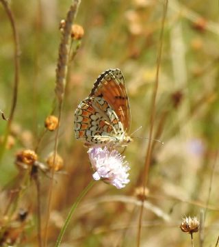 Benekli Byk parhan (Melitaea phoebe)