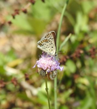 sli Bakr Gzeli (Lycaena tityrus)