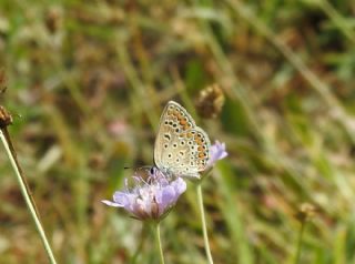 okgzl Mavi (Polyommatus icarus)