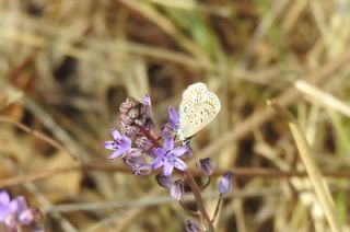 okgzl Mavi (Polyommatus icarus)