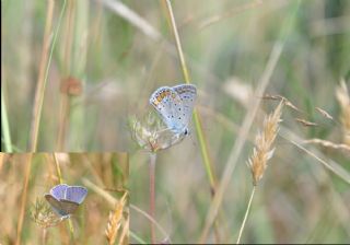 okgzl Mavi (Polyommatus icarus)