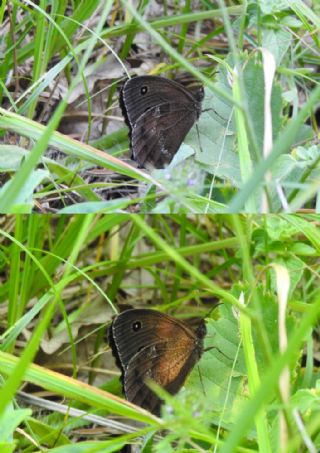 Kara Hayalet (Minois dryas)
