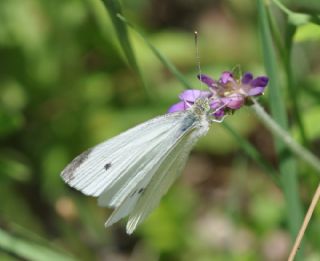 Kk Beyazmelek (Pieris rapae)