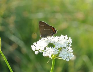 Karaaa Sevbenisi (Satyrium w-album)