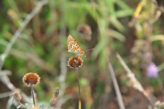 Benekli parhan (Melitaea didyma)