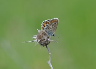 Gm Lekeli Esmergz (Plebejus argus)