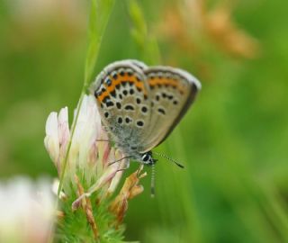 Gm Lekeli Esmergz (Plebejus argus)