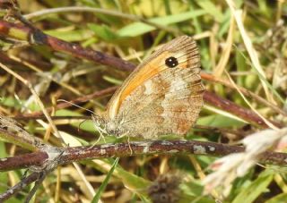 Pironiya (Pyronia tithonus)