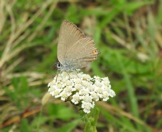 Minik Sevbeni (Satyrium acaciae)