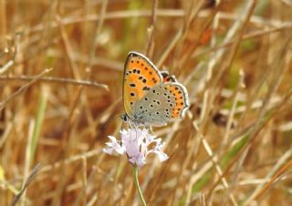 Kk Ate Gzeli (Lycaena thersamon)