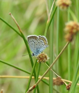 Gm Lekeli Esmergz (Plebejus argus)