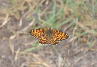 Benekli Byk parhan (Melitaea phoebe)