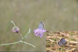 Gm Lekeli Esmergz (Plebejus argus)