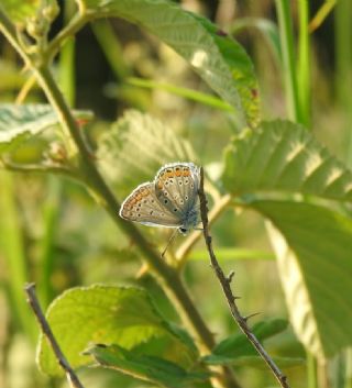 okgzl Mavi (Polyommatus icarus)