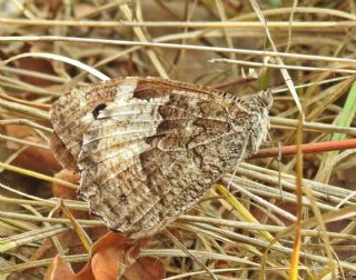 Byk Karamelek (Hipparchia syriaca)