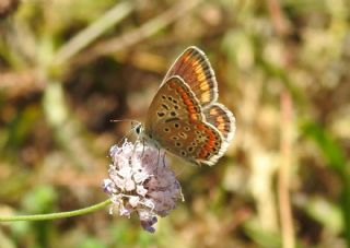 okgzl Mavi (Polyommatus icarus)