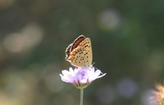 sli Bakr Gzeli (Lycaena tityrus)