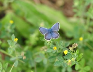 Gm Lekeli Esmergz (Plebejus argus)