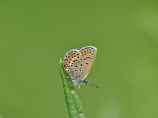 Gm Lekeli Esmergz (Plebejus argus)