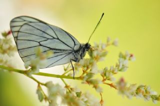 Al Beyaz (Aporia crataegi)