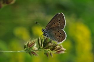 okgzl Gzel Mavi (Polyommatus bellis)