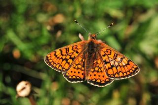 Nazuum (Euphydryas aurinia)