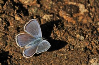 okgzl Turkuvaz Mavisi (Polyommatus dorylas)