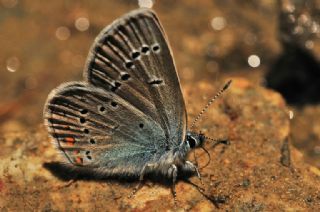 okgzl Gzel Mavi (Polyommatus bellis)