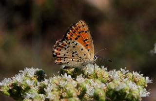 sli Bakr Gzeli (Lycaena tityrus)