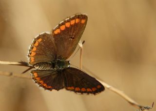 okgzl Mavi (Polyommatus icarus)